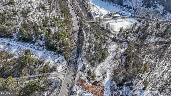 a view of a forest with a tree