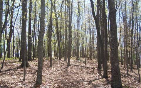 6 Noontootla Overlook Blue Ridge Blue Ridge, GA 30513 - Photo 1 of 1 Main View