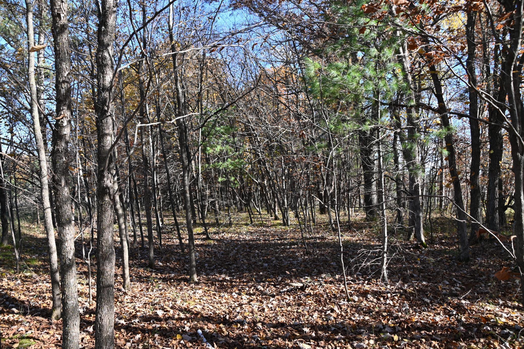 Tbd Pacer Loop Browerville, MN 56438 - Photo 6 of 8