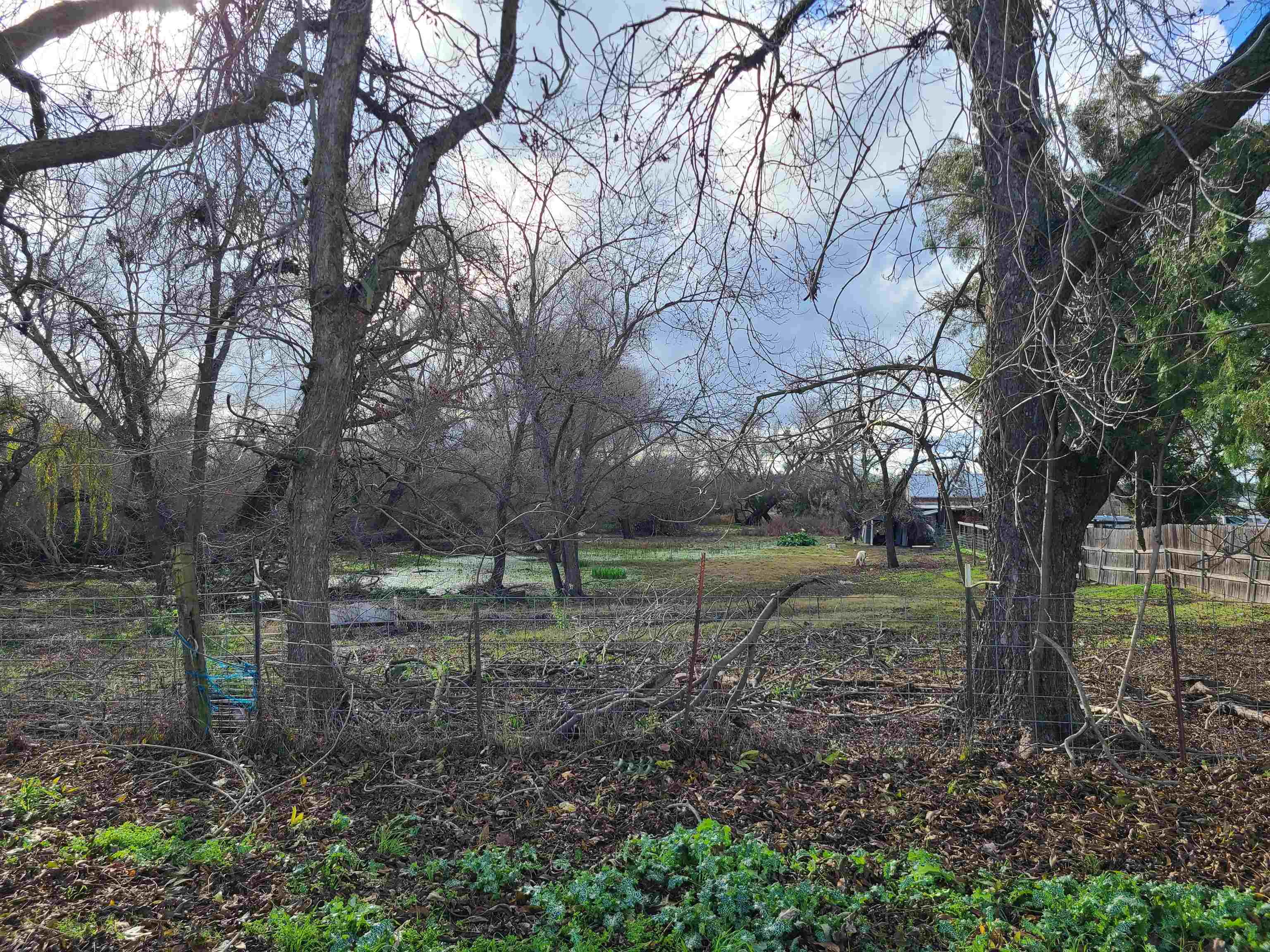 4891 Stone Road Bethel Island, CA 94511 - Photo 3 of 5 a view of outdoor space with trees
