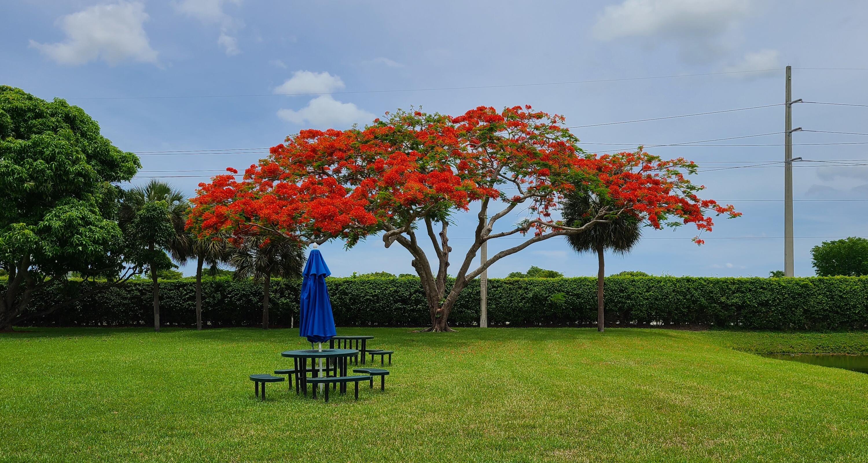 256 Seville K Delray Beach, FL 33446 - Photo 44 of 45 a backyard of a house with table and chairs