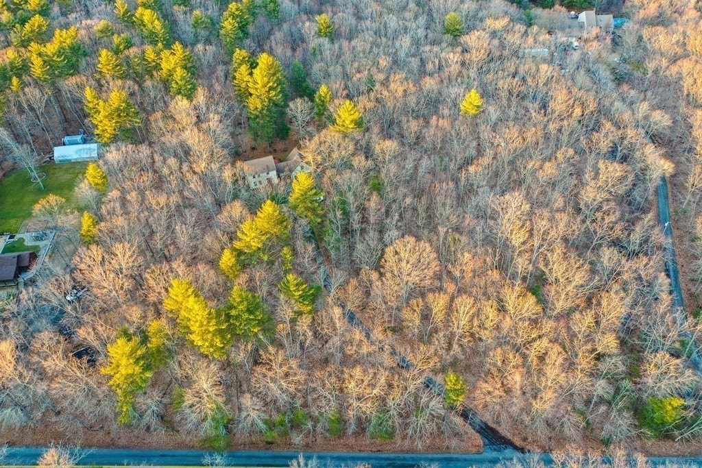 1920 Maple Street Dighton, MA 02764 - Photo 39 of 42 a picture of tree