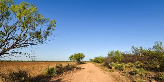 a view of a yard with a tree in the background