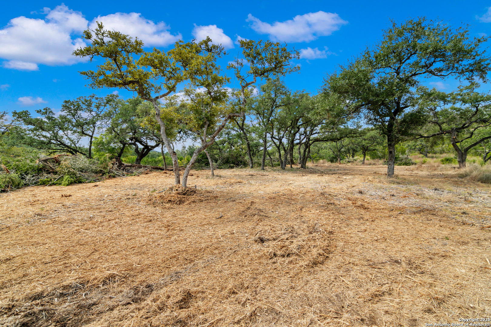 25722 Eden Point Boerne, TX 78006 - Photo 14 of 46 a view of a tree with a yard