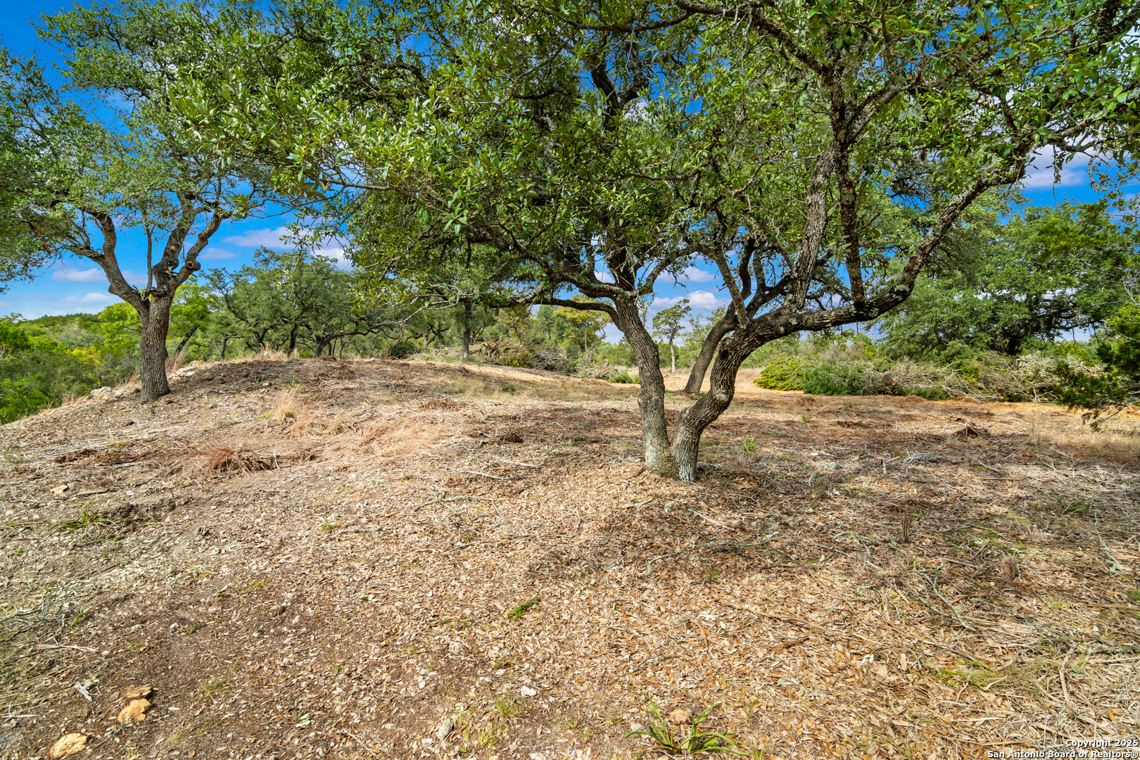 25722 Eden Point Boerne, TX 78006 - Photo 9 of 46 a view of a yard with a tree