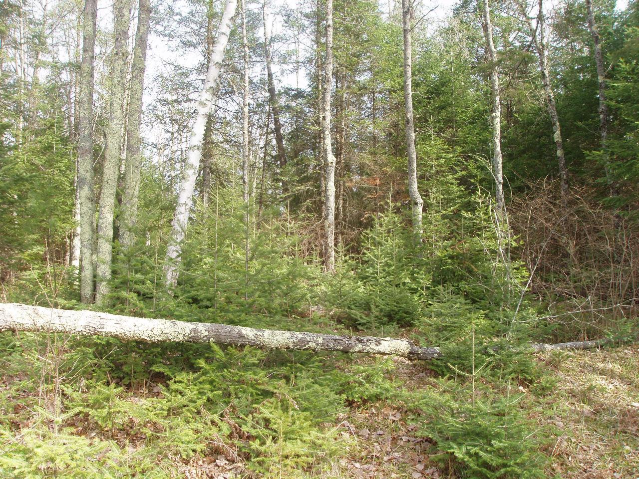 0 Pixley Shores Road Park Falls, WI 54552 - Photo 2 of 7 Gallery Image 2