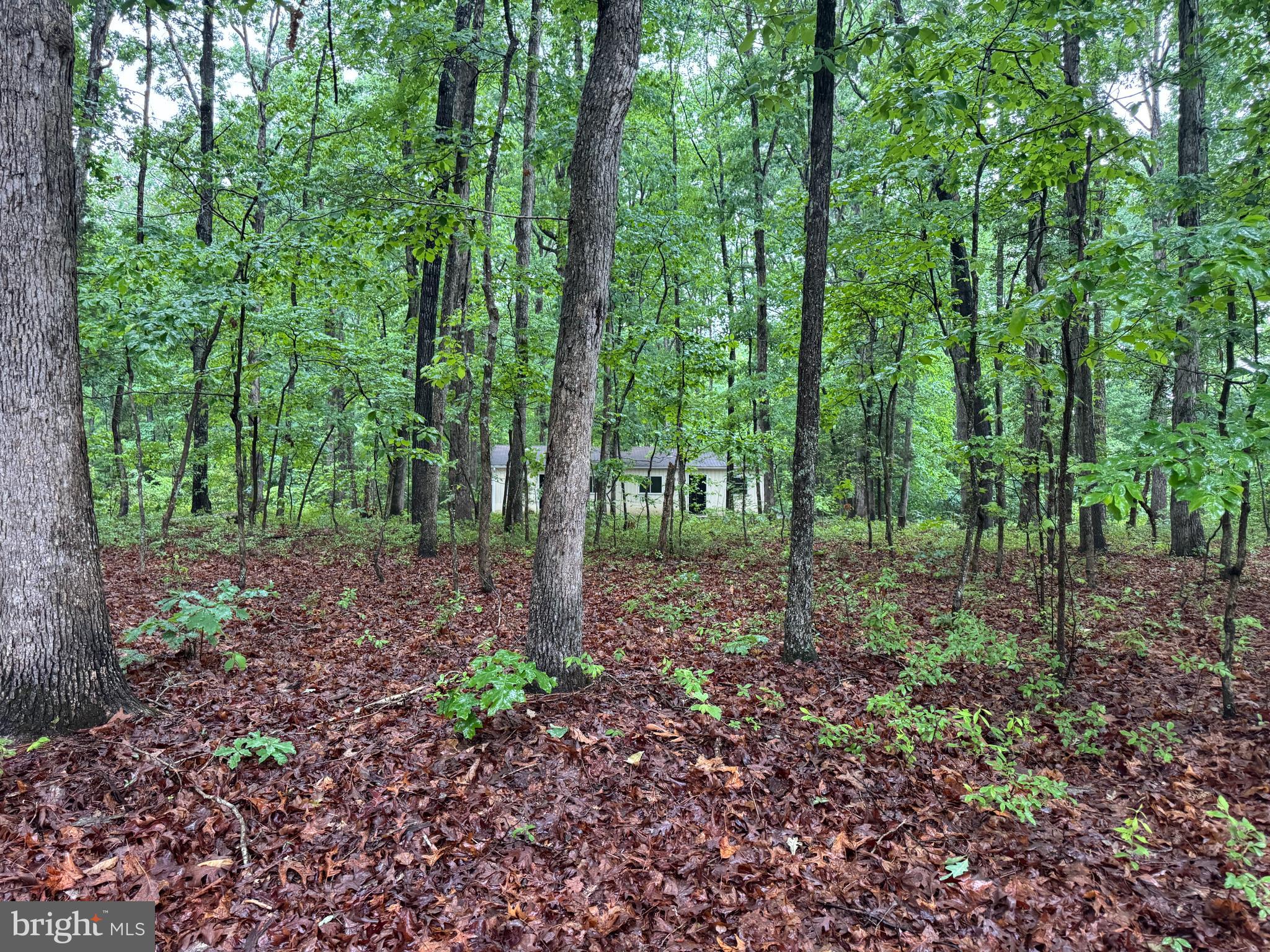 19086 Carlyle Street Ruther Glen, VA 22546 - Photo 16 of 19 a view of a forest that has large trees