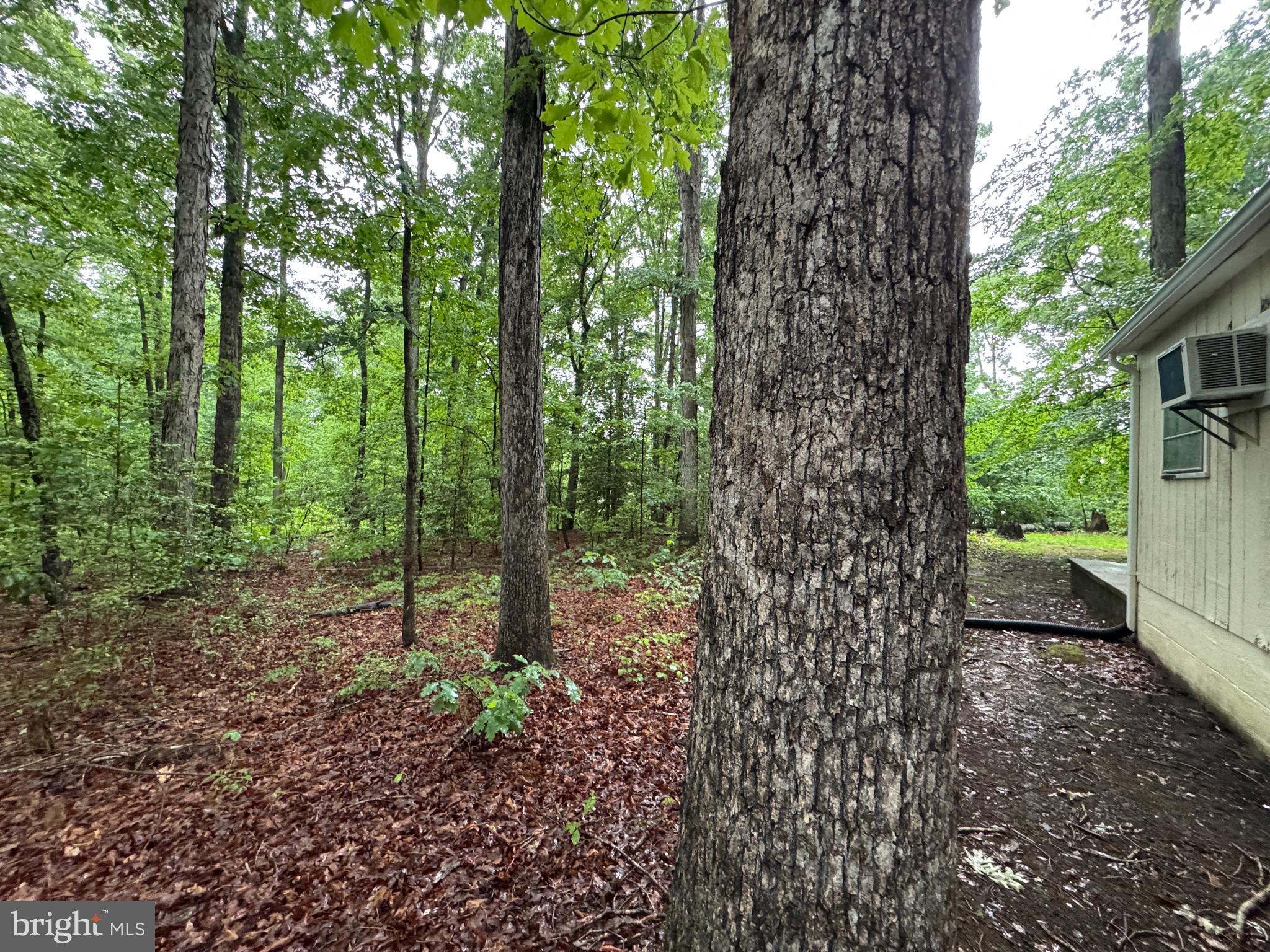 19086 Carlyle Street Ruther Glen, VA 22546 - Photo 17 of 19 a view of a forest with trees