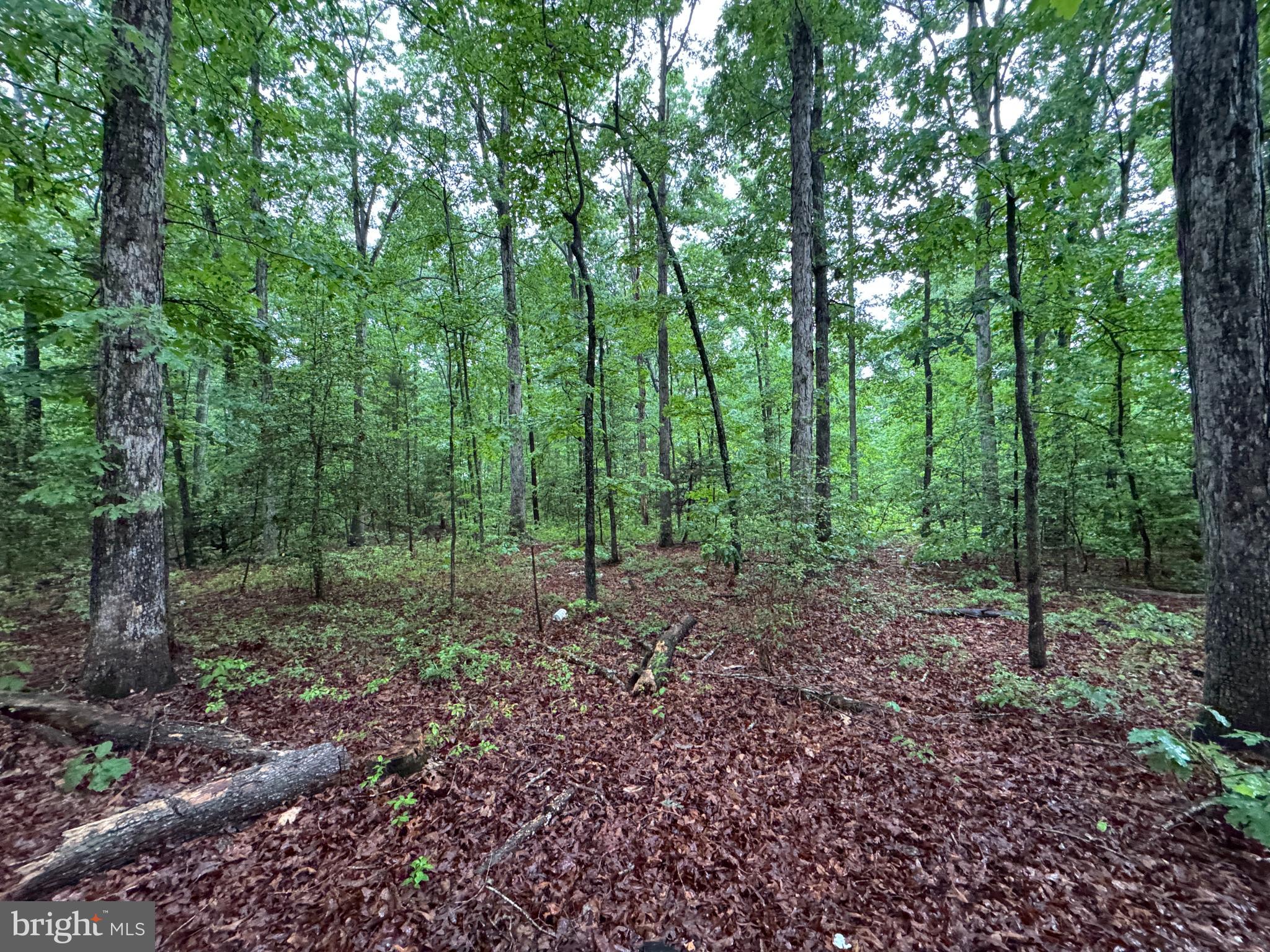 19086 Carlyle Street Ruther Glen, VA 22546 - Photo 18 of 19 a view of a forest that has large trees