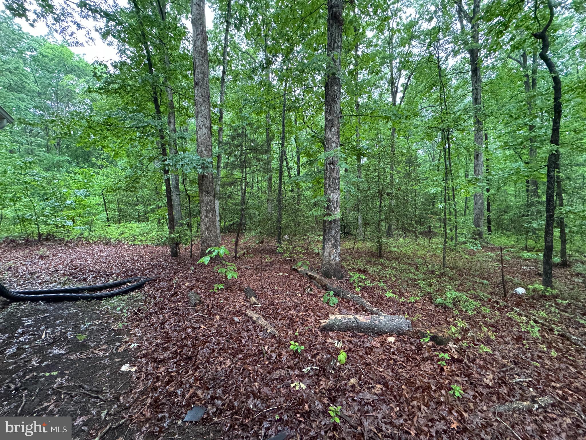 19086 Carlyle Street Ruther Glen, VA 22546 - Photo 19 of 19 a view of a forest filled with trees