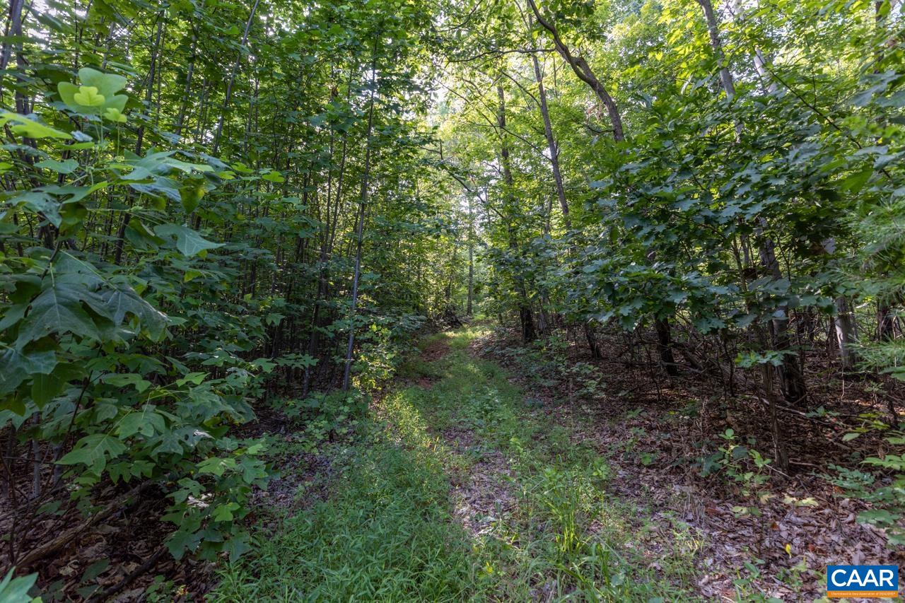 0 Mountain Road Afton, VA 22920 - Photo 5 of 21 a view of a large yard with lots of bushes
