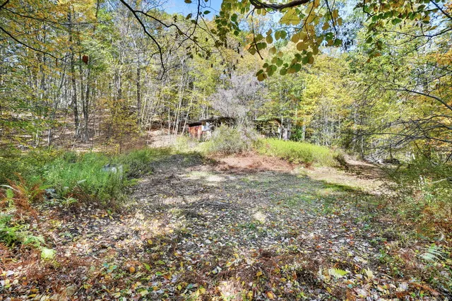 a view of a yard with a tree