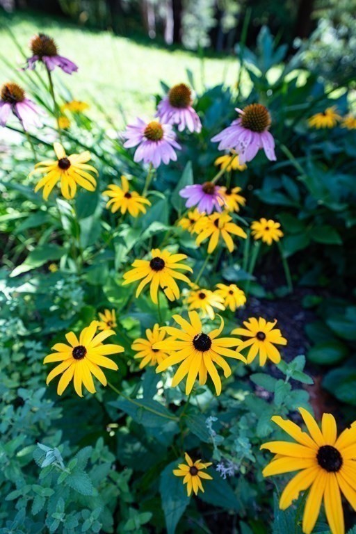 139 Stow Road Harvard, MA 01451 - Photo 37 of 42 a view of a flower