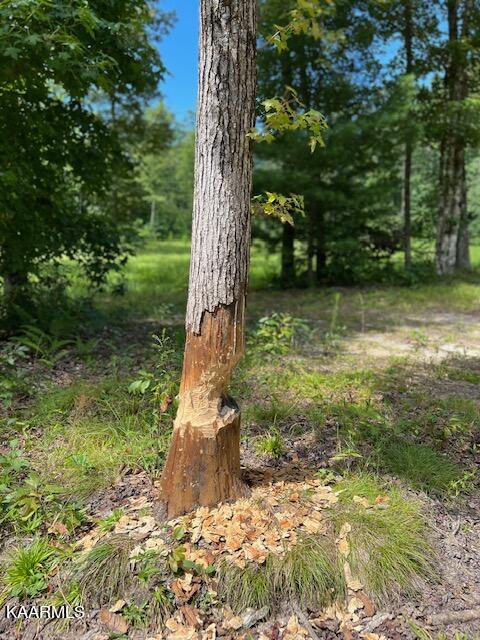 527 Blue Branch Road Grandview, TN 37337 - Photo 24 of 35 IMG_3105