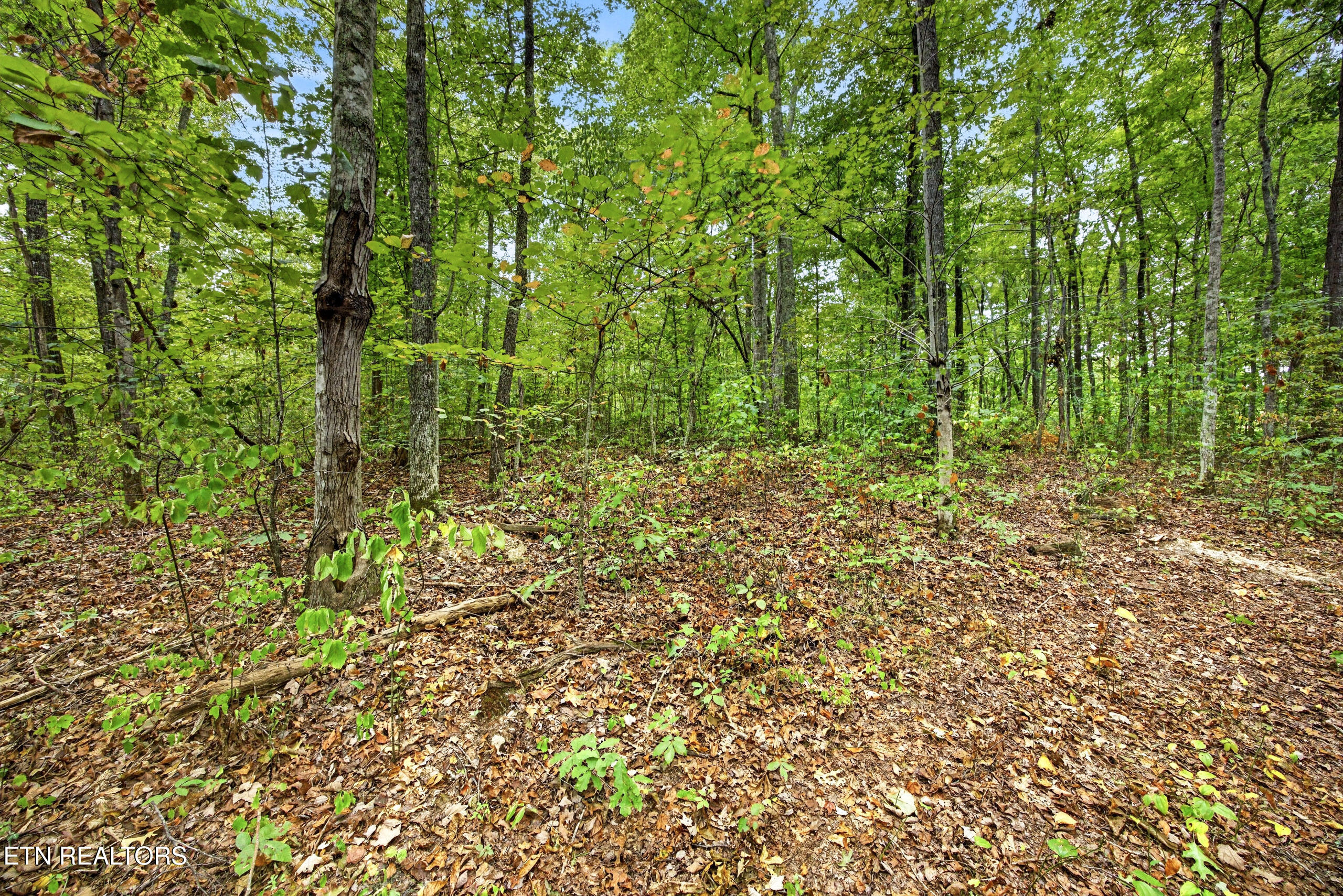 Lot 22 Timber Ridge Lane Celina, TN 38551 - Photo 3 of 12 3-8N5A6450