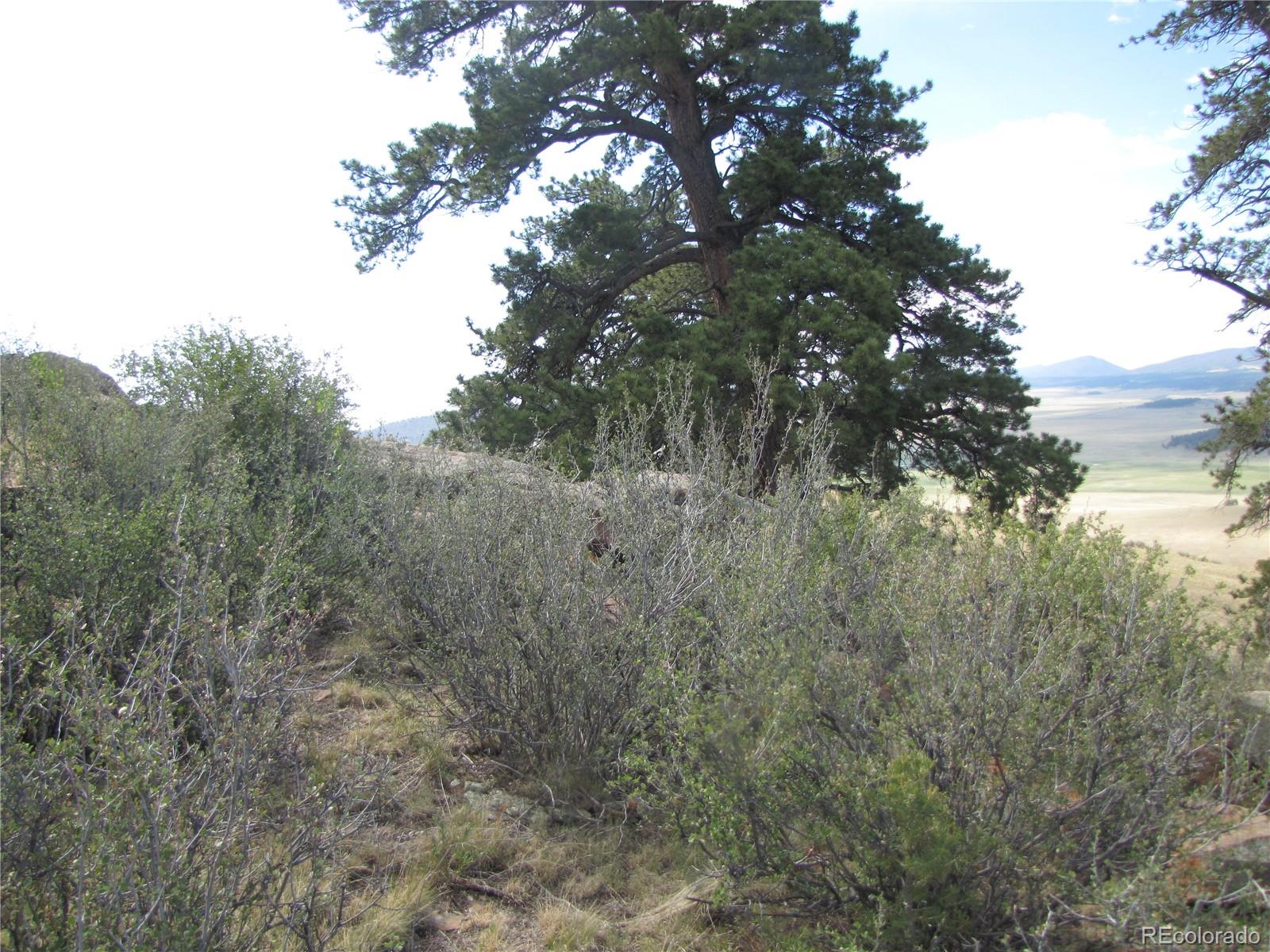 1808 Narrow Gauge Road Fairplay, CO 80440 - Photo 15 of 33 a view of a forest with lots of trees