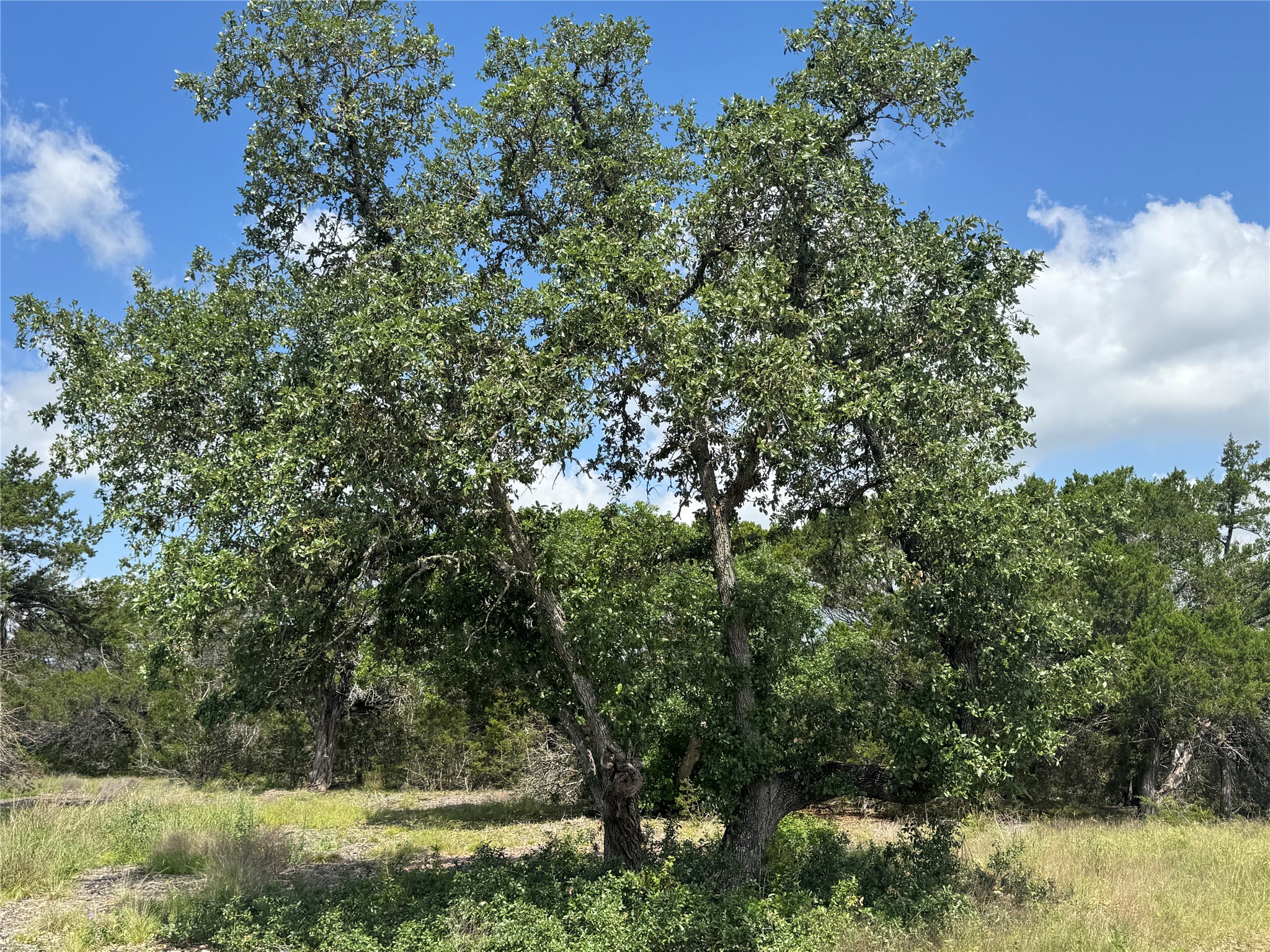 Lot 37 Riparian Elm Road Bertram, TX 78605 - Photo 2 of 13 a view of a yard