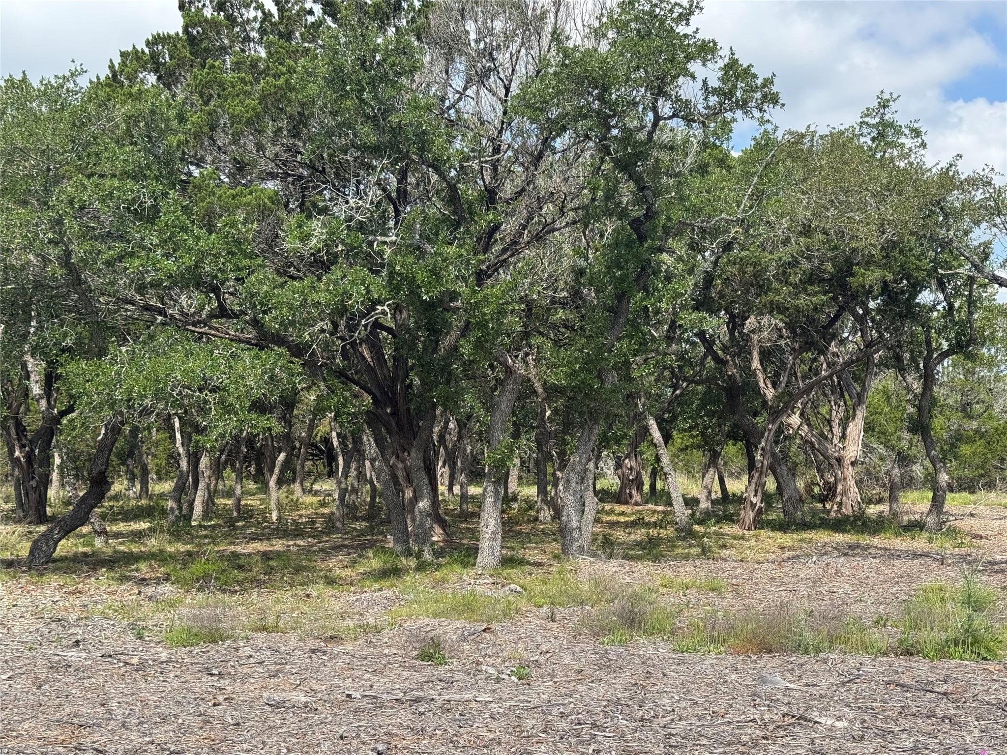 Lot 37 Riparian Elm Road Bertram, TX 78605 - Photo 3 of 13 a view of a yard with a tree