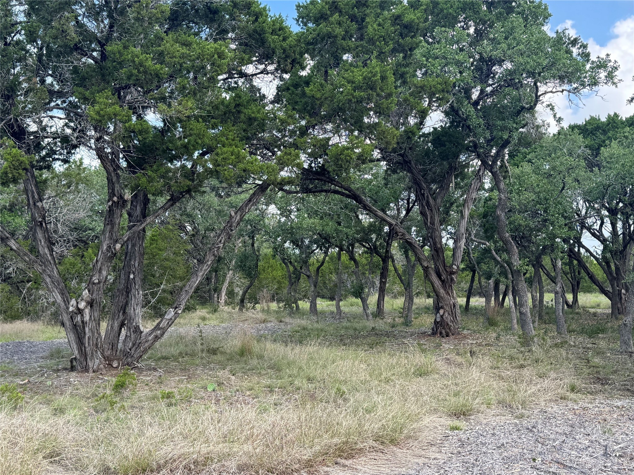 Lot 37 Riparian Elm Road Bertram, TX 78605 - Photo 5 of 13 a view of outdoor space with trees