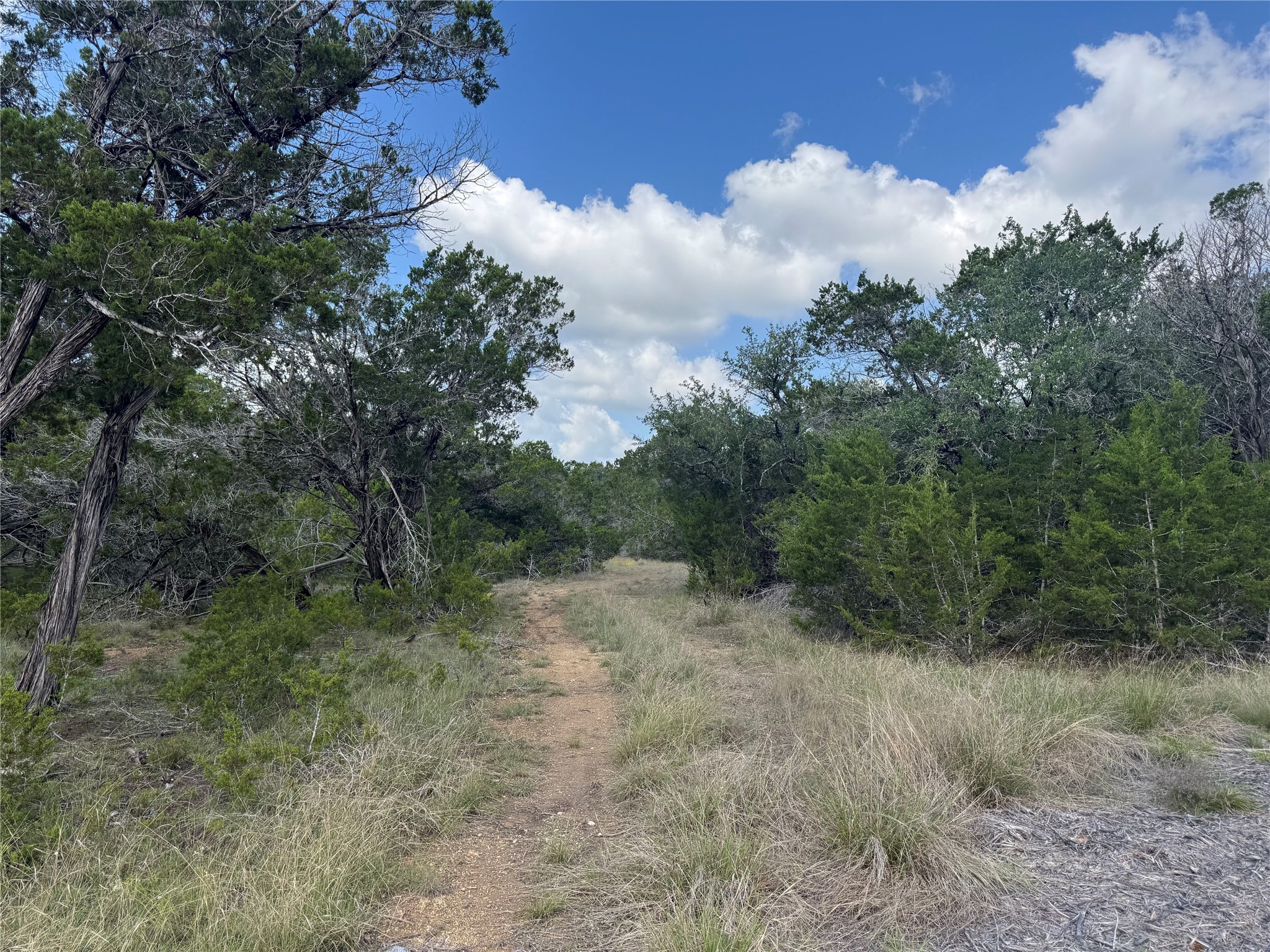 Lot 37 Riparian Elm Road Bertram, TX 78605 - Photo 6 of 13 a view of a forest with trees in the background
