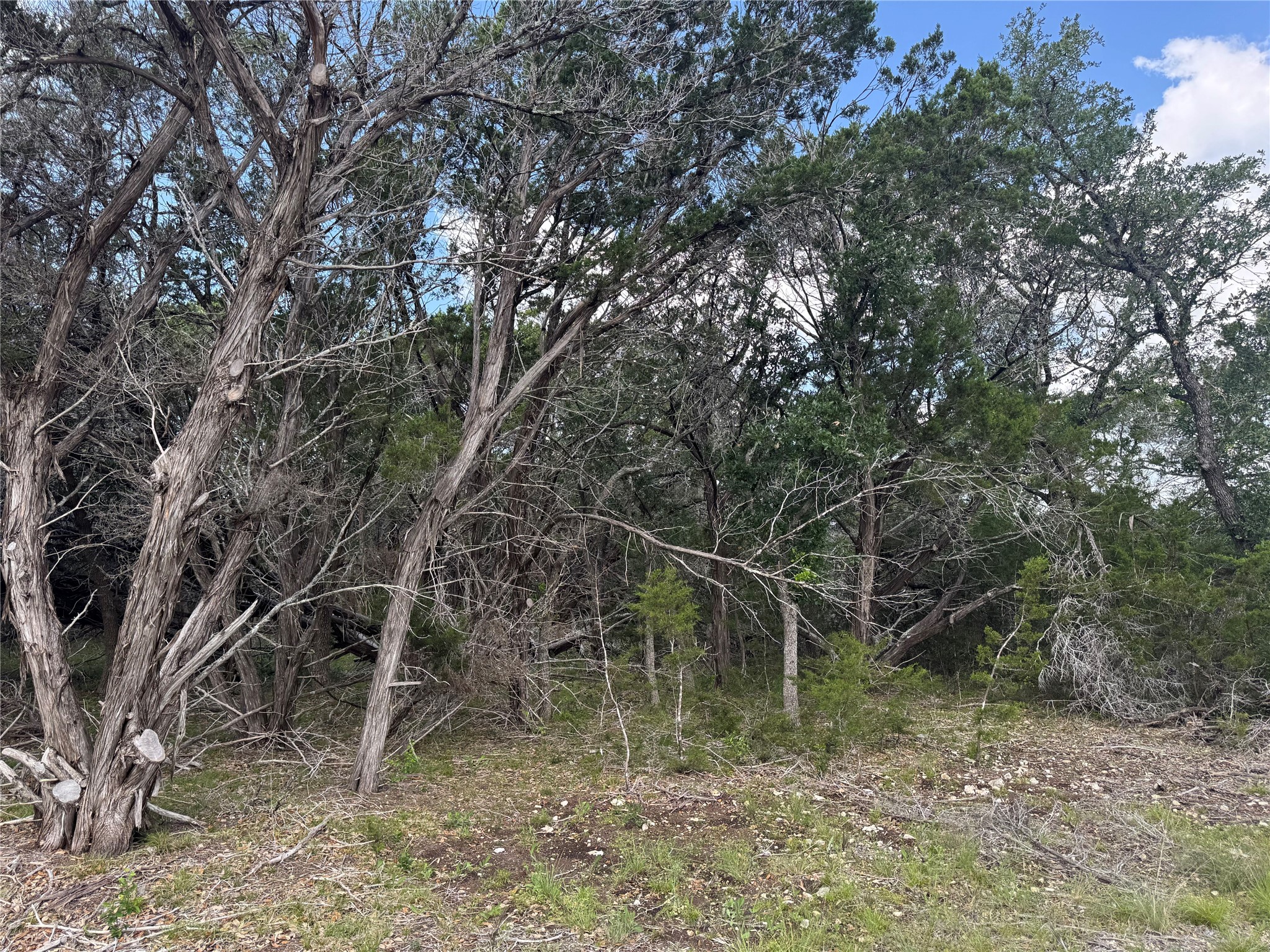 Lot 37 Riparian Elm Road Bertram, TX 78605 - Photo 7 of 13 a backyard of a house with lots of green space
