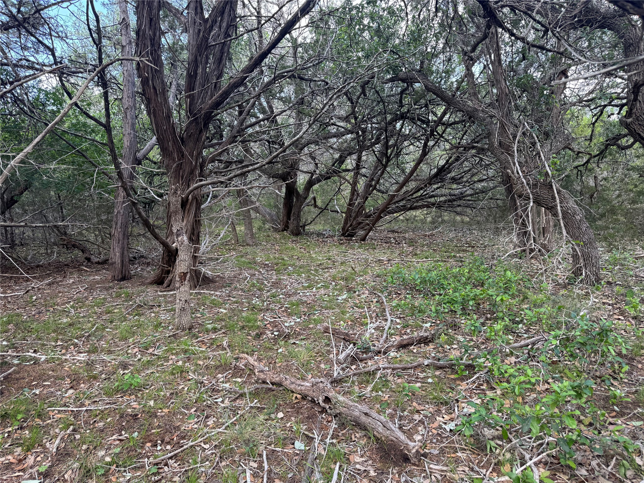 Lot 37 Riparian Elm Road Bertram, TX 78605 - Photo 8 of 13 a view of a trees with a tree