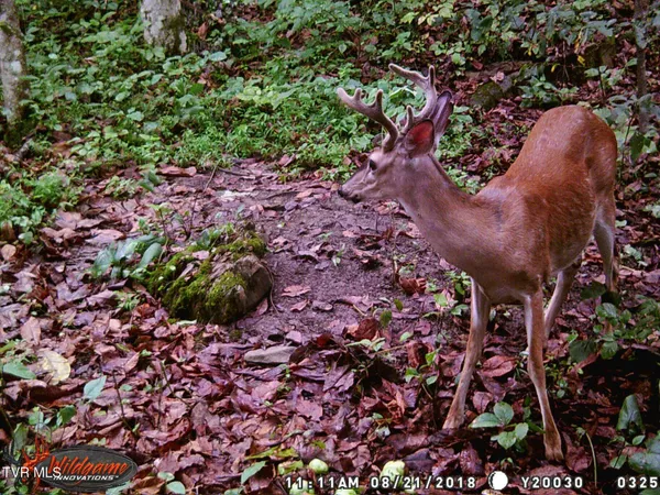 $115,000 | 17532 Phillips Road, Bristol, VA 24202