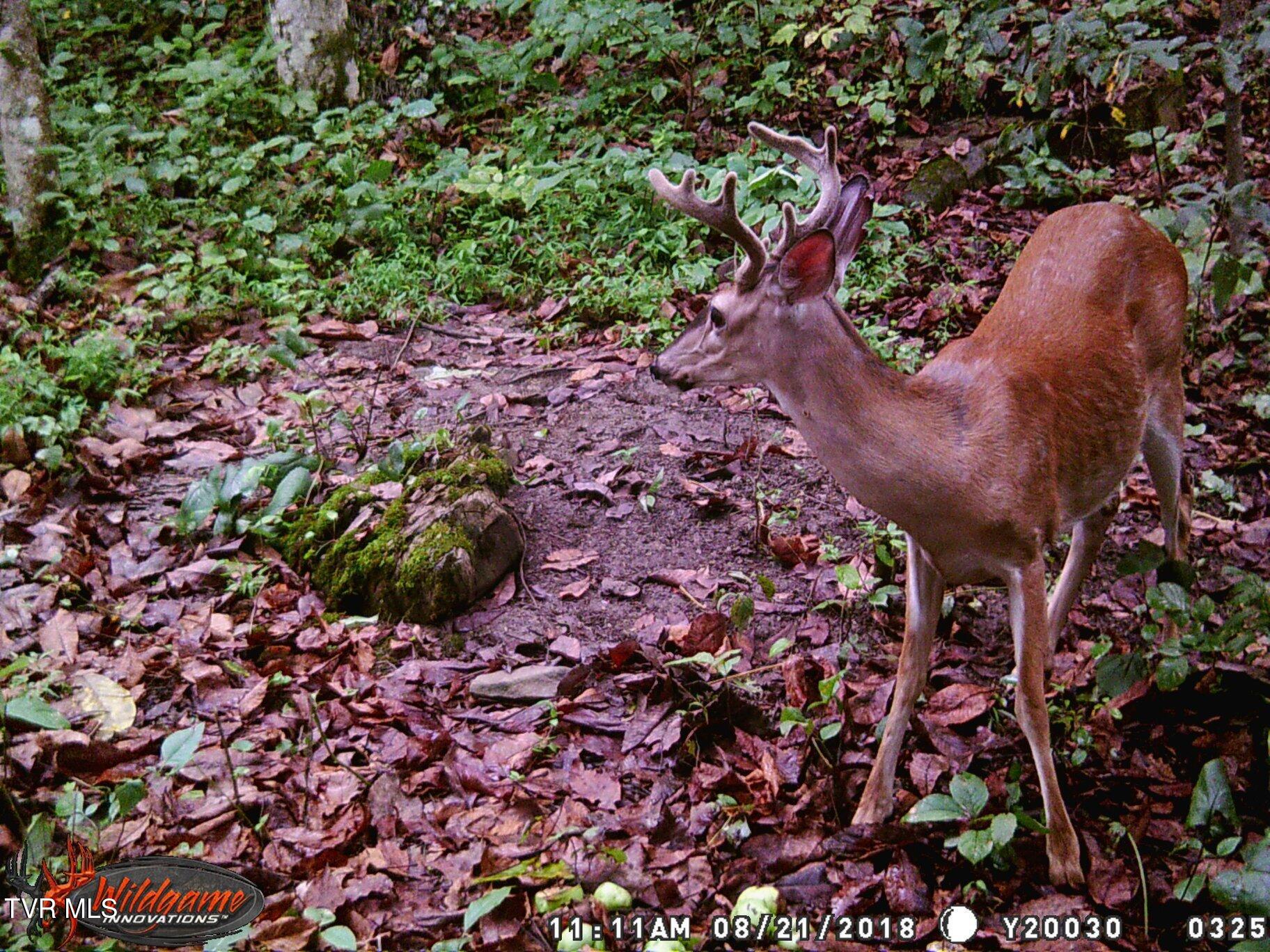 17532 Phillips Road Bristol, VA 24202 - Photo 2 of 27 40659696_1970896479598089_66119382648299
