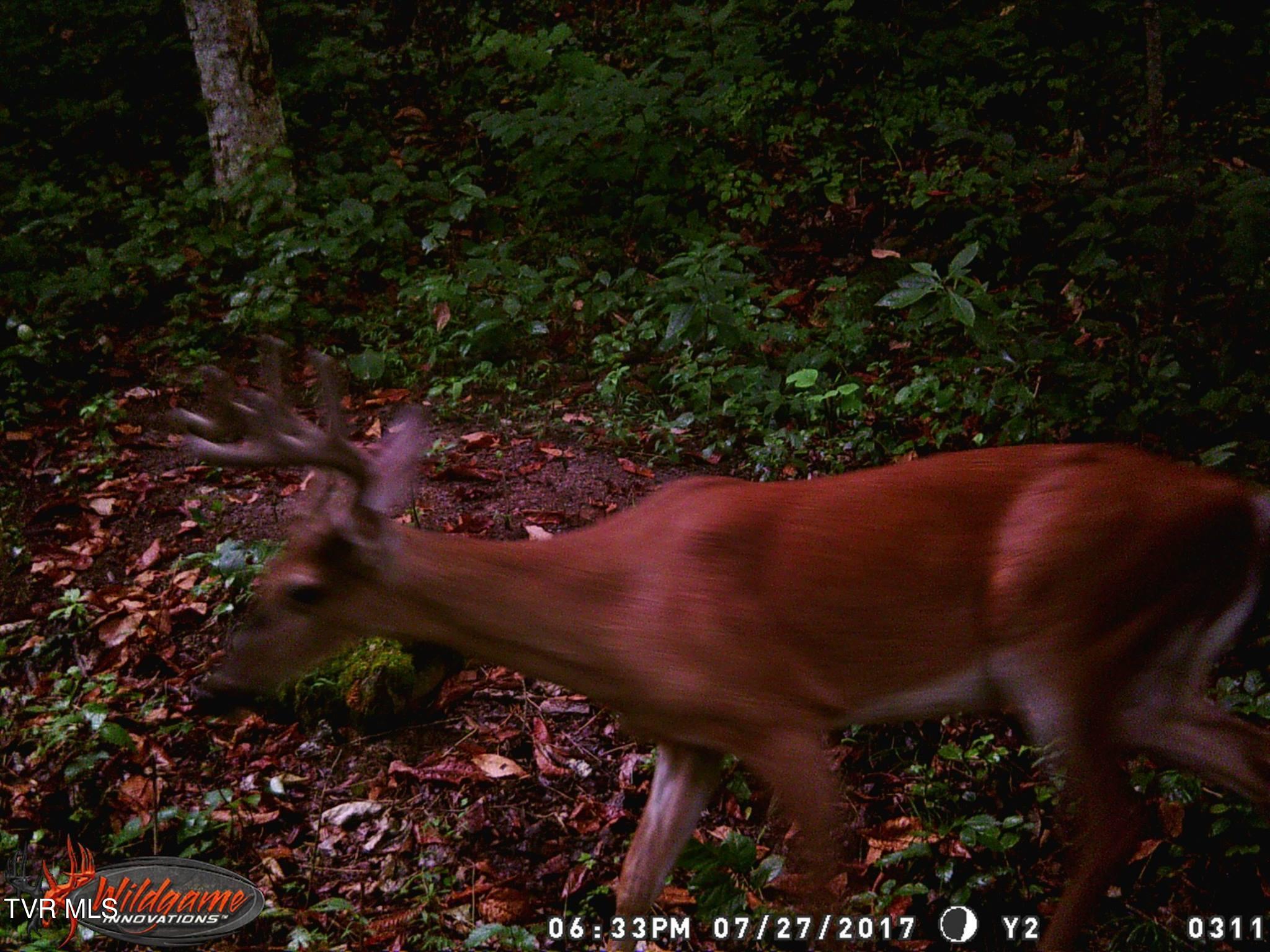 17532 Phillips Road Bristol, VA 24202 - Photo 24 of 27 465703653_8800378869983115_6317351372002