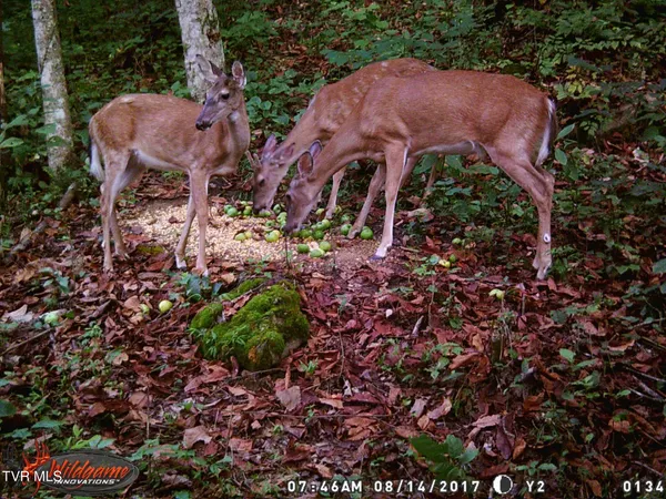 $115,000 | 17532 Phillips Road, Bristol, VA 24202