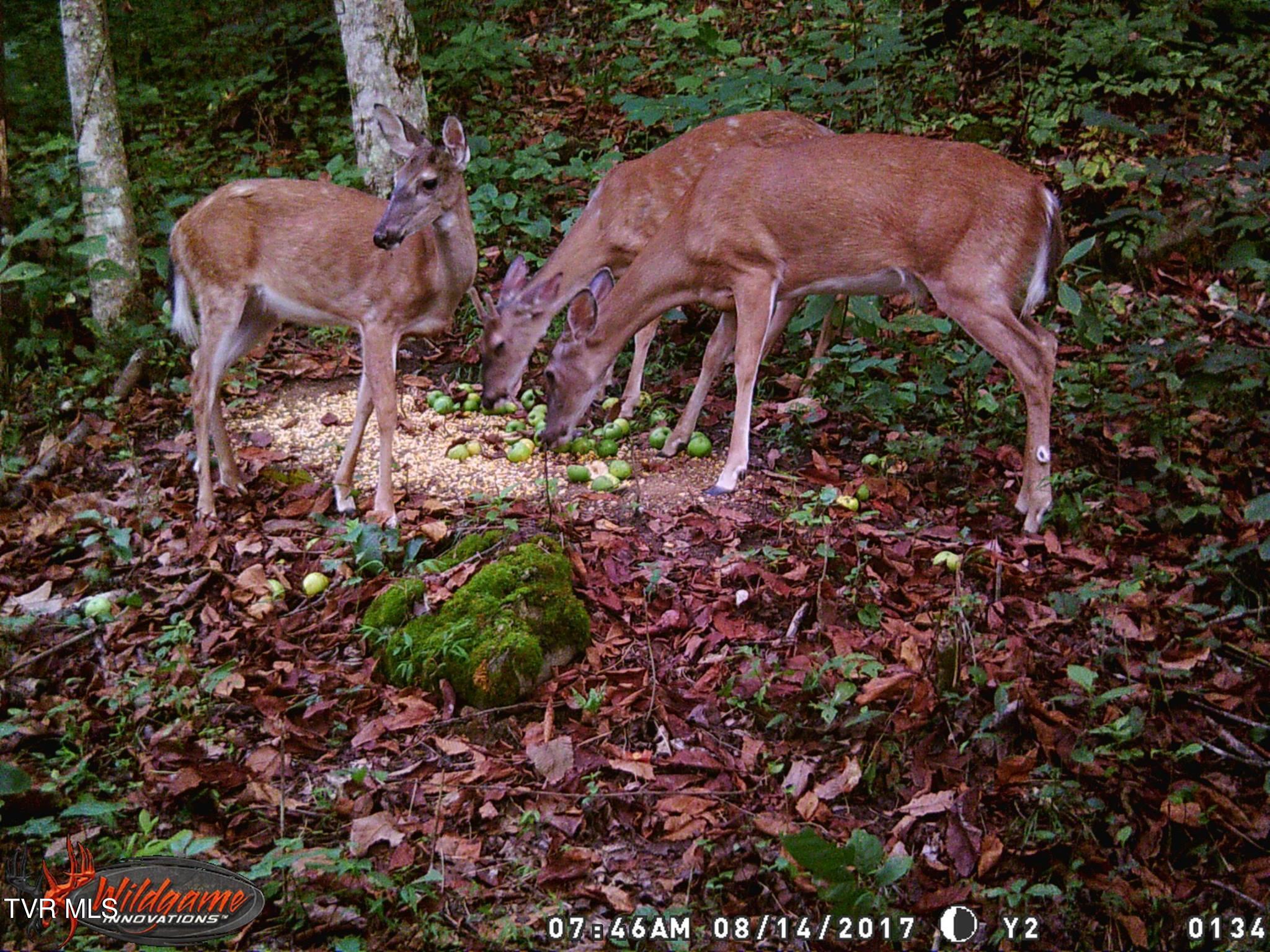 17532 Phillips Road Bristol, VA 24202 - Photo 26 of 27 465797181_8803459473008388_4234082223825