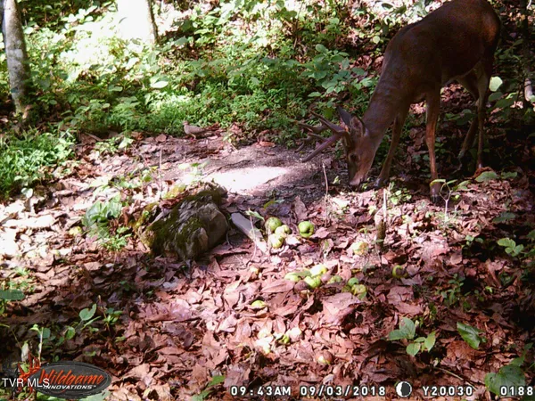 $115,000 | 17532 Phillips Road, Bristol, VA 24202