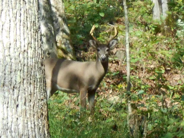 $115,000 | 17532 Phillips Road, Bristol, VA 24202