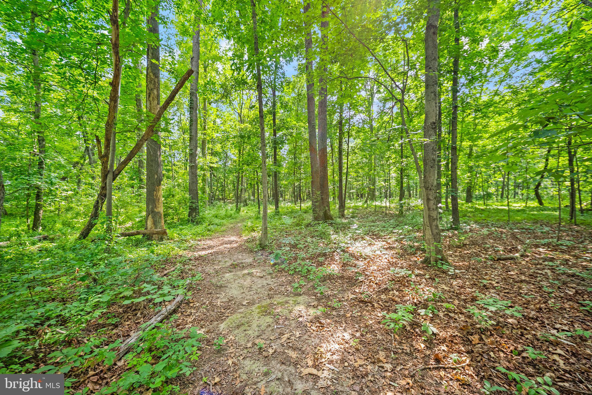4020 Millwood Road Boyce, VA 22620 - Photo 100 of 132 Several trails professionally cut winding through.
