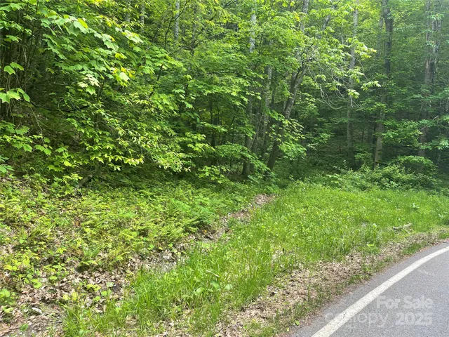 a view of a lush green forest