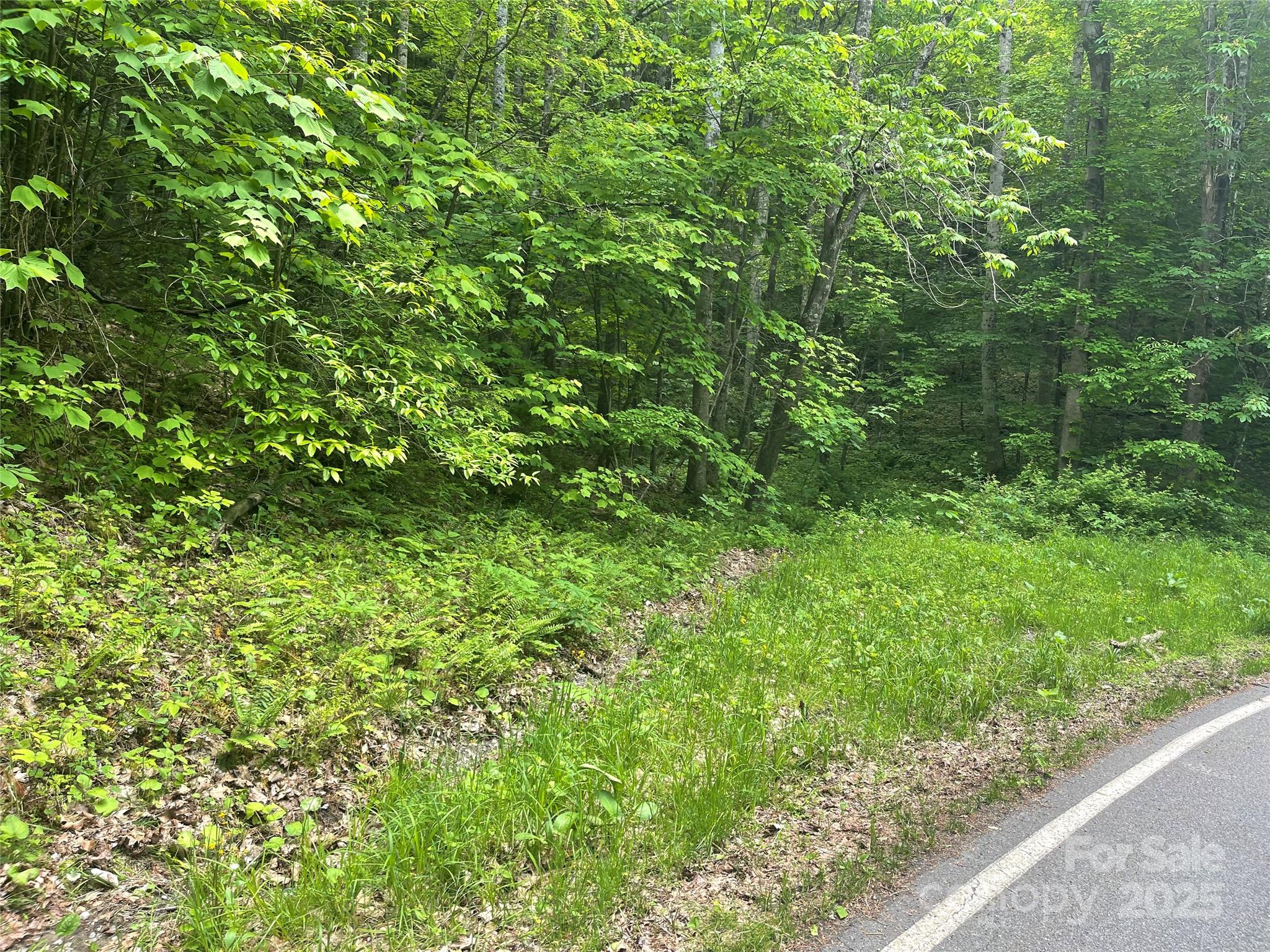 a view of a lush green forest