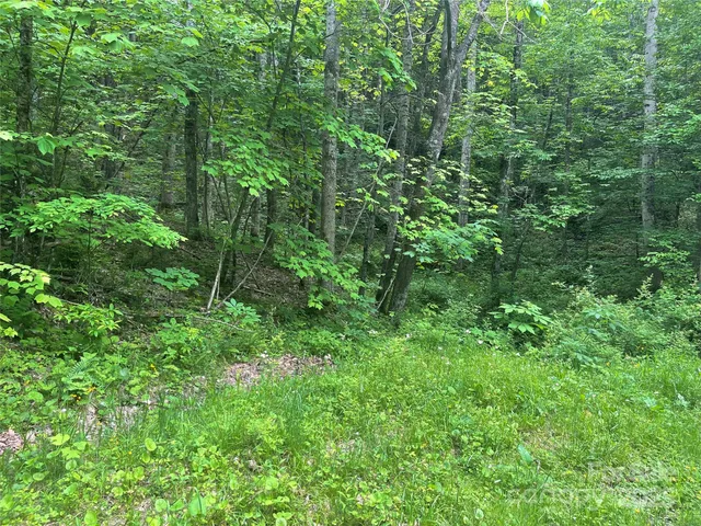 a view of a lush green forest