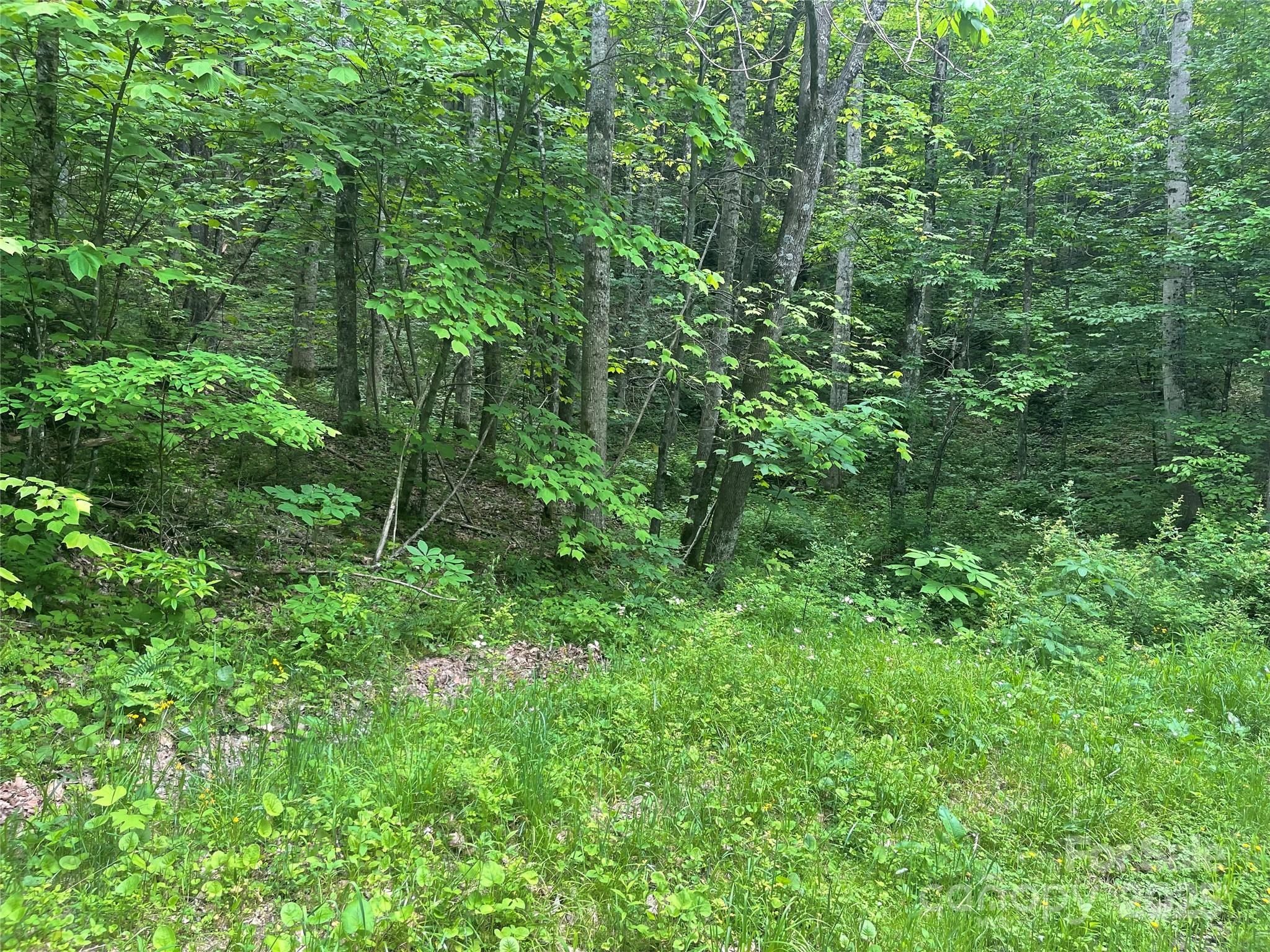 34 Buckeye Creek Road Elk Park, NC 28622 - Photo 2 of 3 a view of a lush green forest