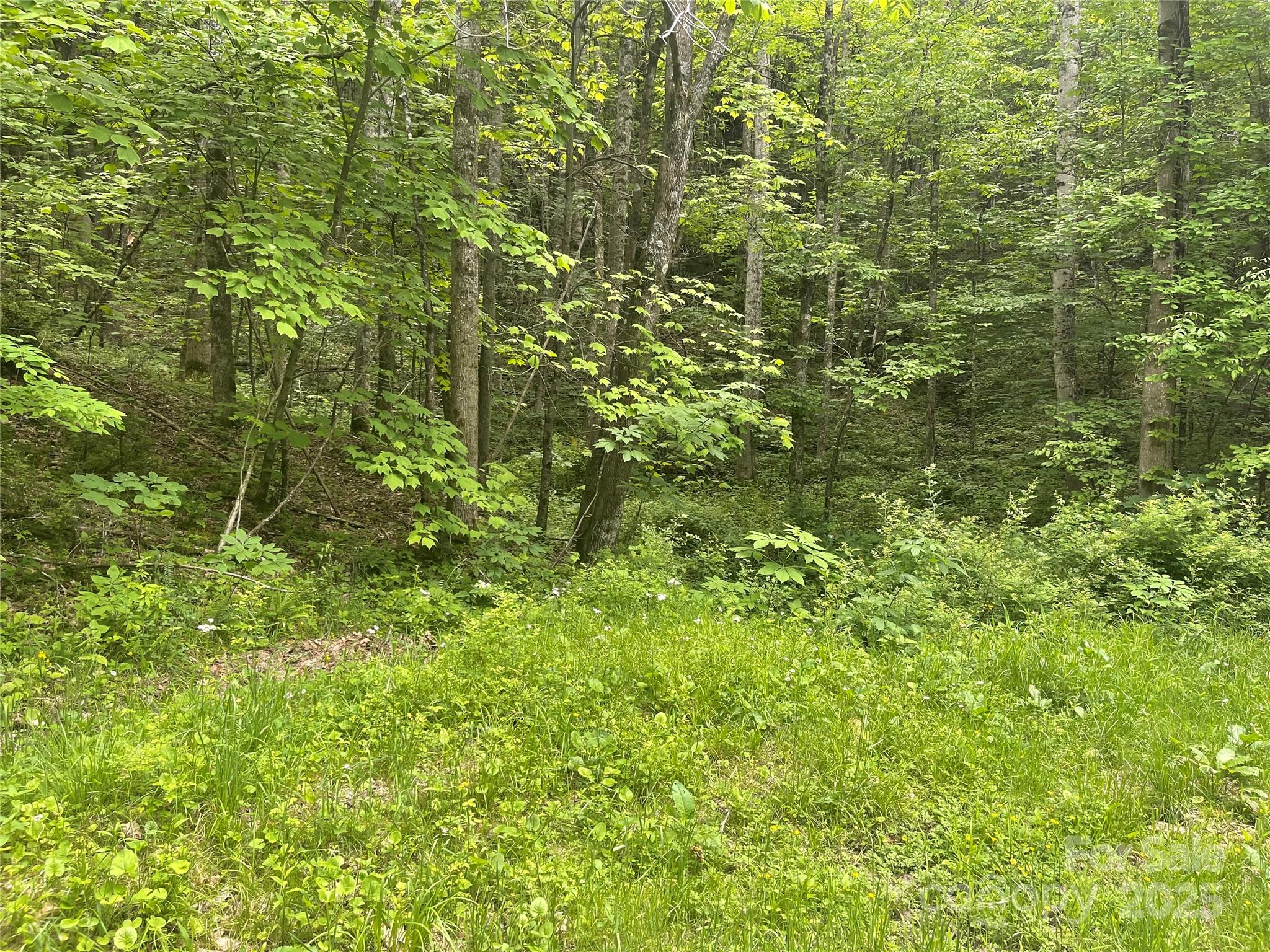 34 Buckeye Creek Road Elk Park, NC 28622 - Photo 3 of 3 a view of a lush green forest