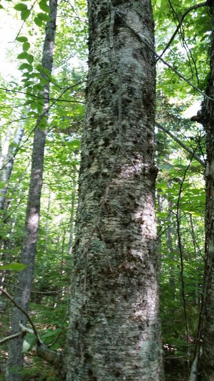 M24-l9 Morrill Road Morrill, ME 04952 - Photo 11 of 23 Photo
