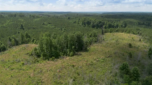 a view of a lush green forest with trees and some houses