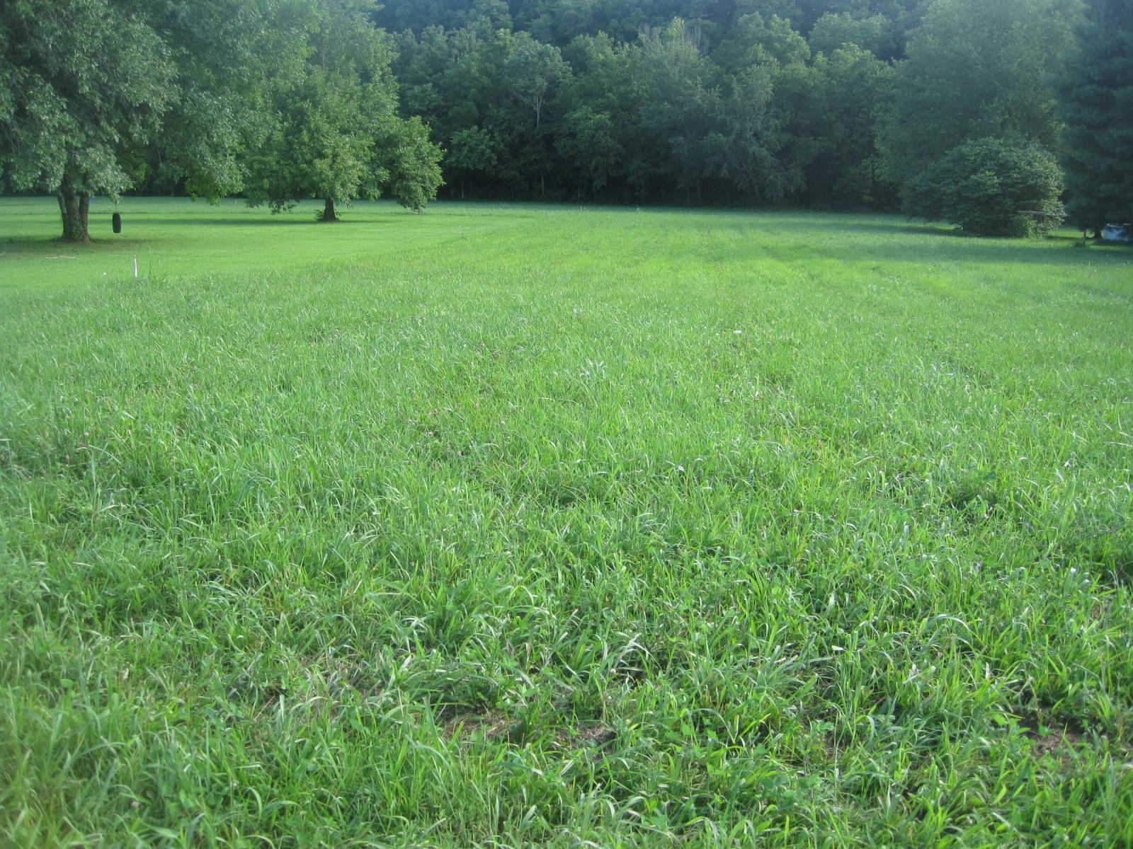 15 Mt Vernon Road Bethpage, TN 37022 - Photo 11 of 14 a view of a grassy field with trees