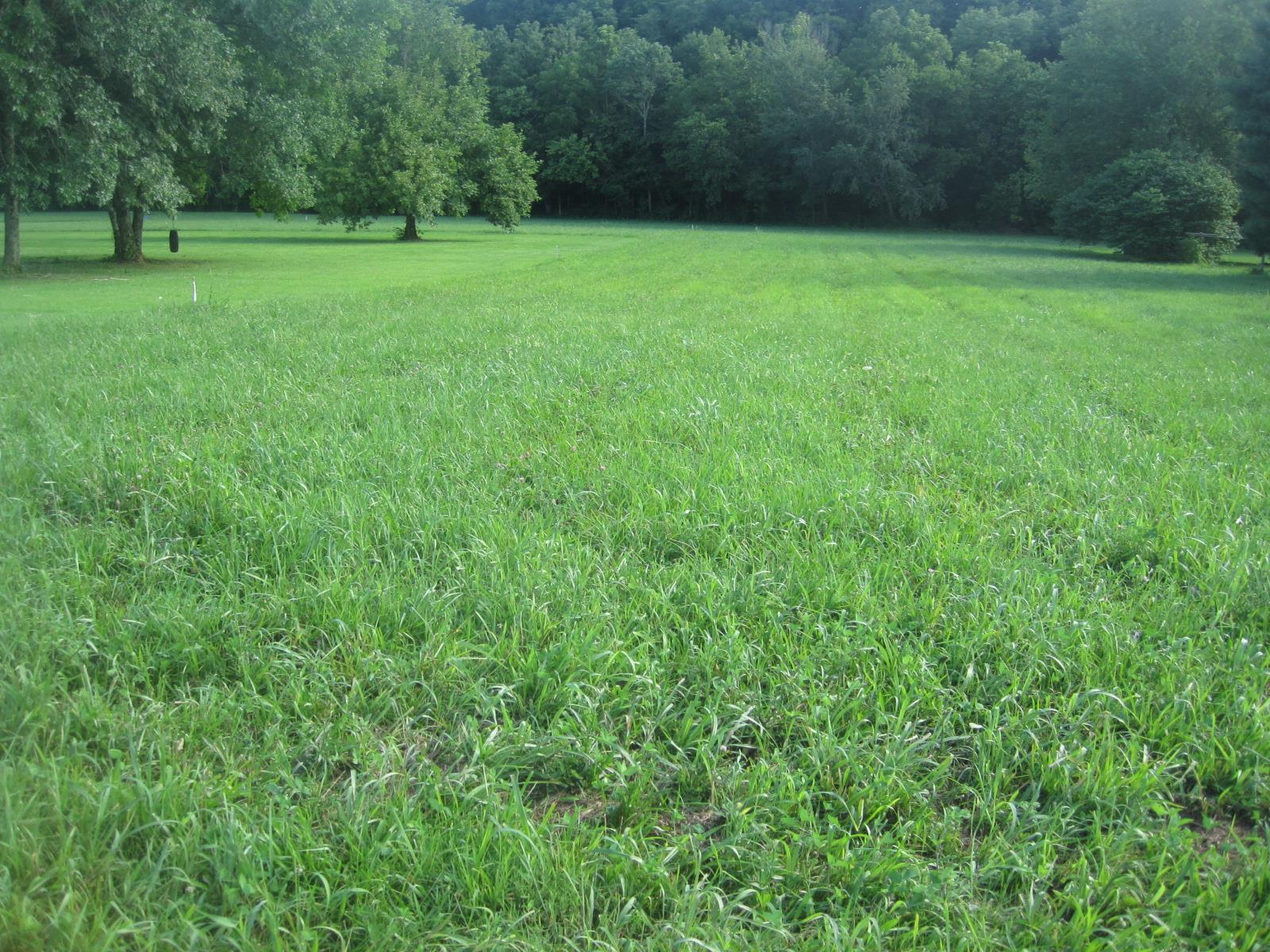 15 Mt Vernon Road Bethpage, TN 37022 - Photo 10 of 14 a view of a grassy field with trees in the background