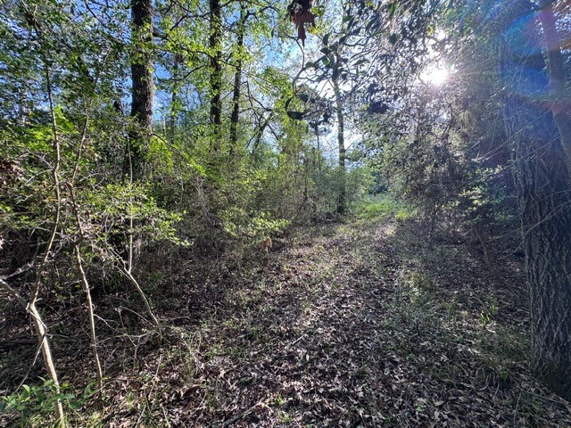 Tbd10 Coral Gables Trinity, TX 75862 - Photo 6 of 13 a view of a forest with lots of trees