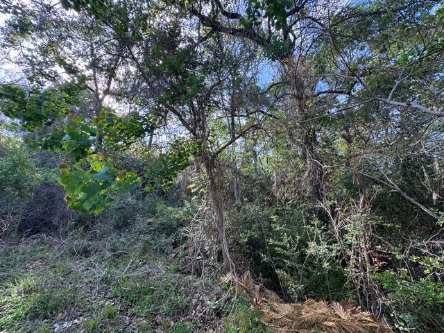 Tbd10 Coral Gables Trinity, TX 75862 - Photo 7 of 13 a view of a forest with a tree