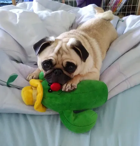 $389,000 | 7000 Boulevard East, Unit 35G, Guttenberg, NJ 07093