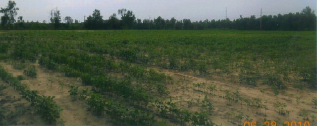 85-ac Horse Branch Road Turbeville, SC 29162 - Photo 2 of 3 Gallery Image 2