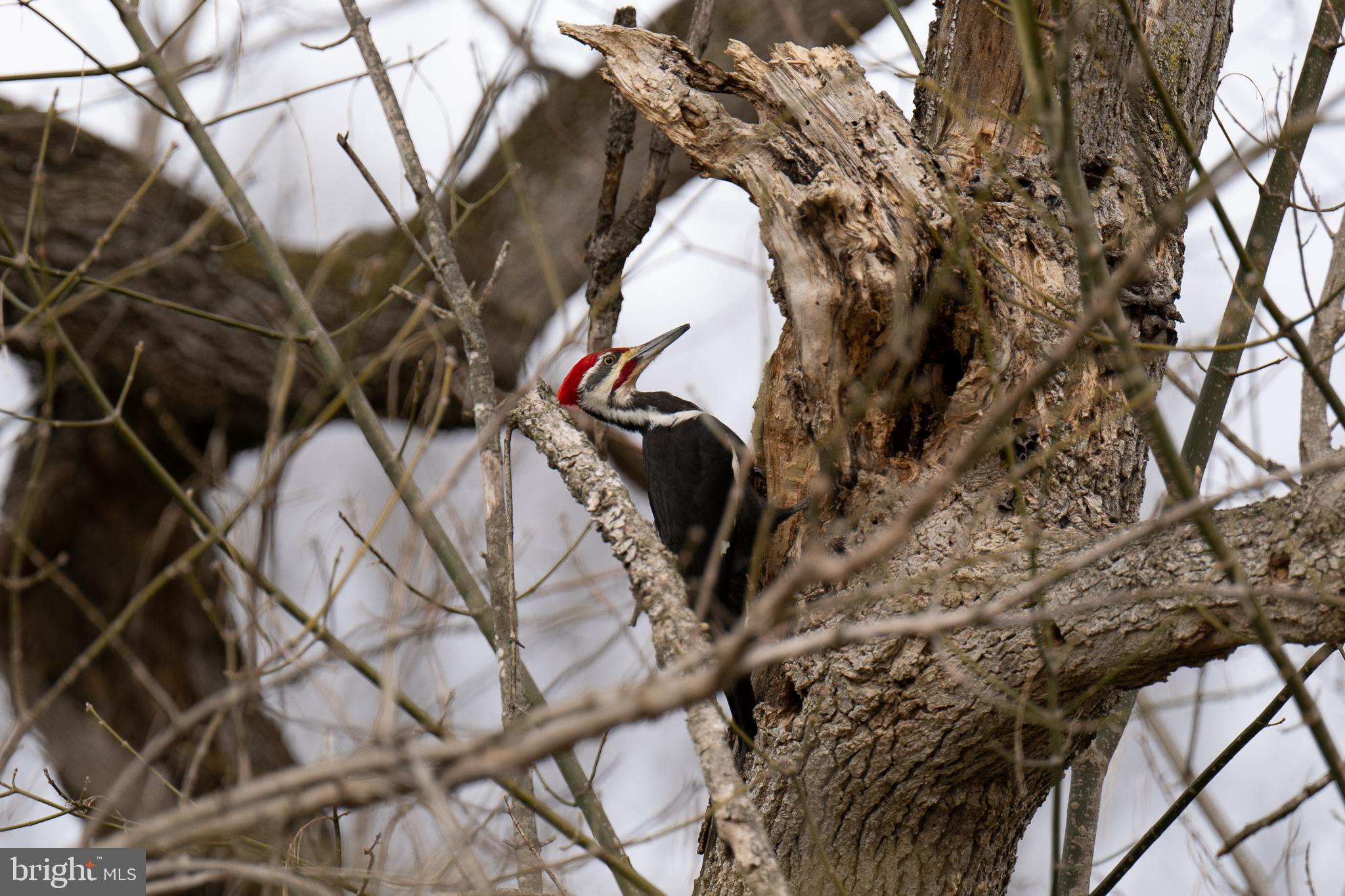Stage Coach Road Woodstock, VA 22664 - Photo 21 of 25 a backyard of a house