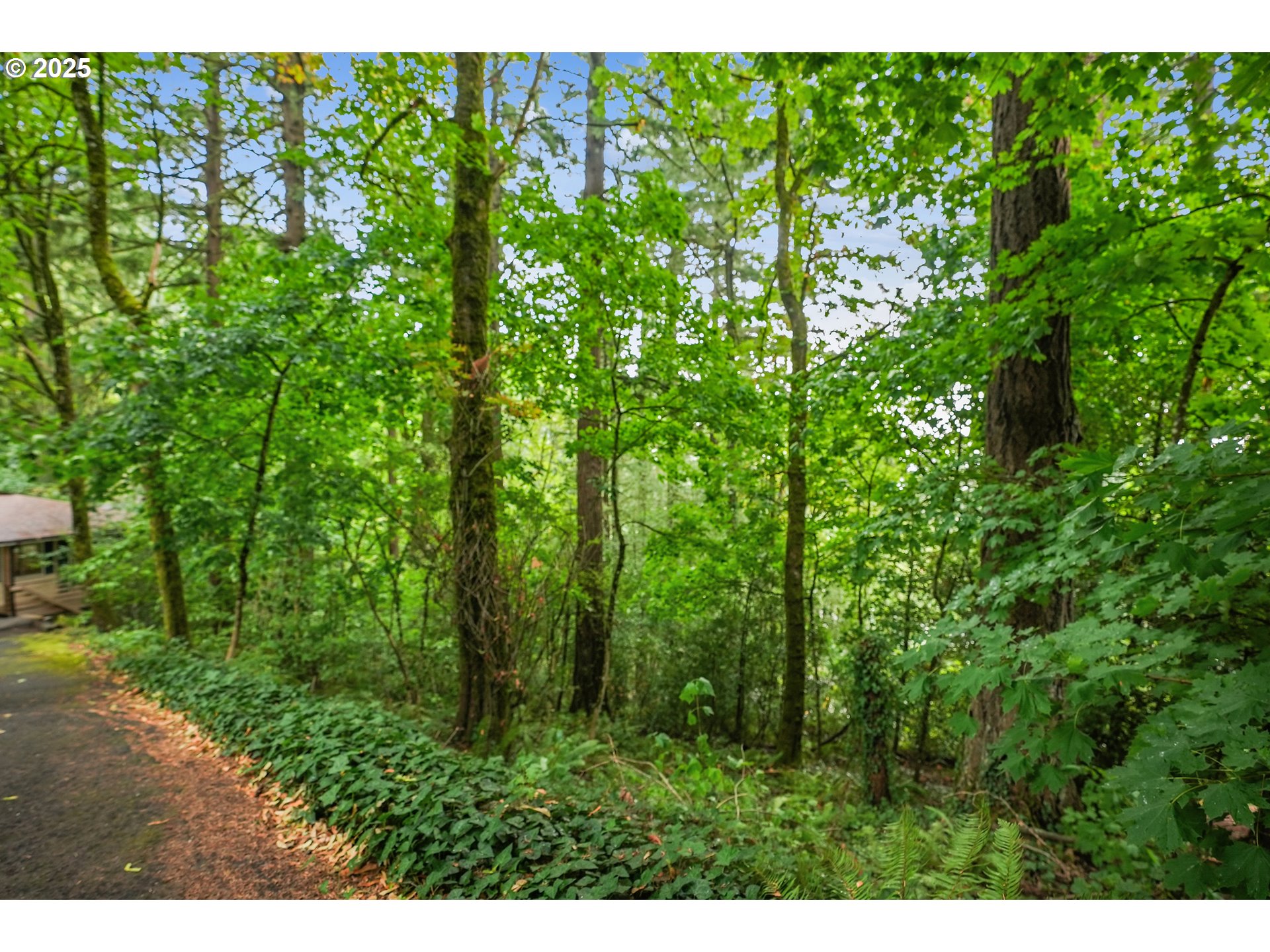 3270 Southwest Fairmount Boulevard Portland, OR 97239 - Photo 41 of 48 a view of a lush green forest with lots of trees