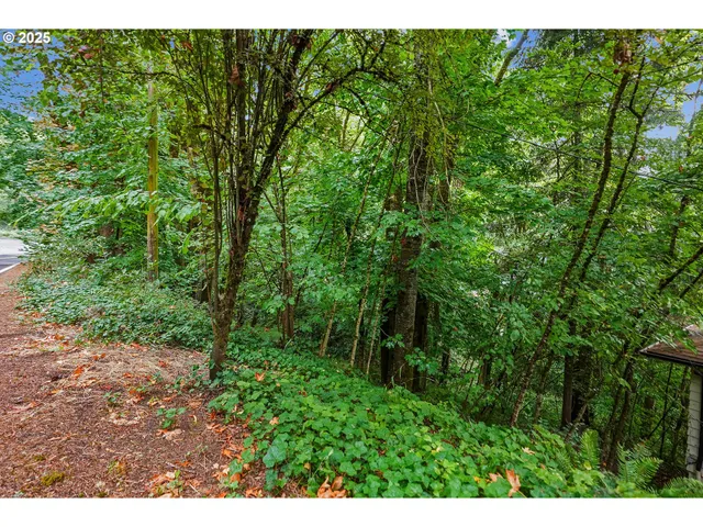 a view of a lush green forest with lots of trees